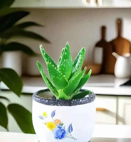 打造清新自然的室内环境，选择合适植物很重要！（打造清新自然的室内环境，选择合适植物很重要！）