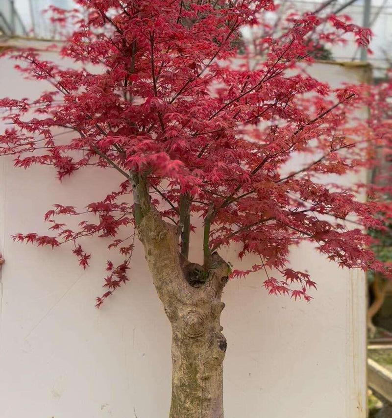 红枫养殖指南（从种植到收获，全面了解红枫的养护技巧）