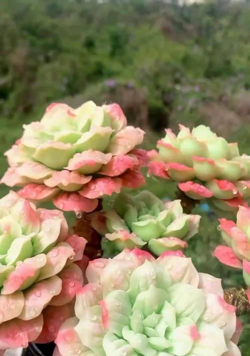水培多肉的完美养殖方法（水中绿色植物的喜爱者）