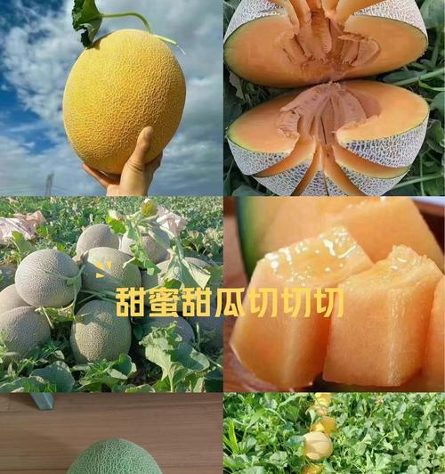 哈密瓜在南方的种植技巧（南方种植哈密瓜的关键因素及注意事项）