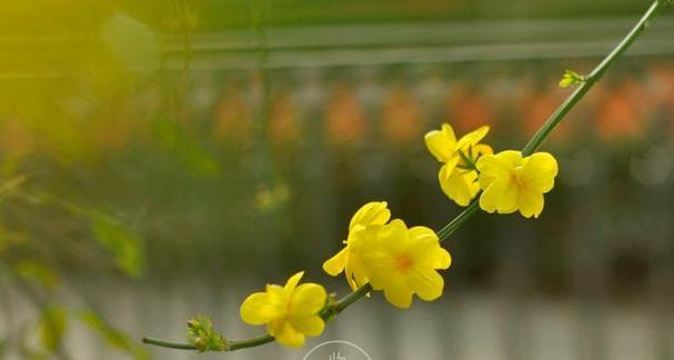 立春买花指南（为你的新年踏上好运）