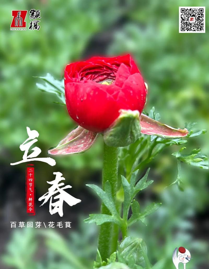 立春买花指南（为你的新年踏上好运）