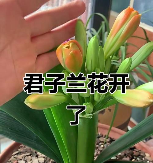 君子兰花期全解析（了解君子兰花期长度和注意事项，让你的兰花更健康）