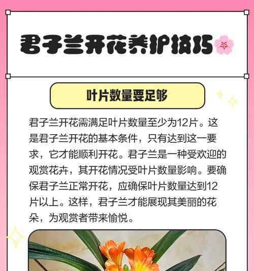 君子兰花期全解析（了解君子兰花期长度和注意事项，让你的兰花更健康）