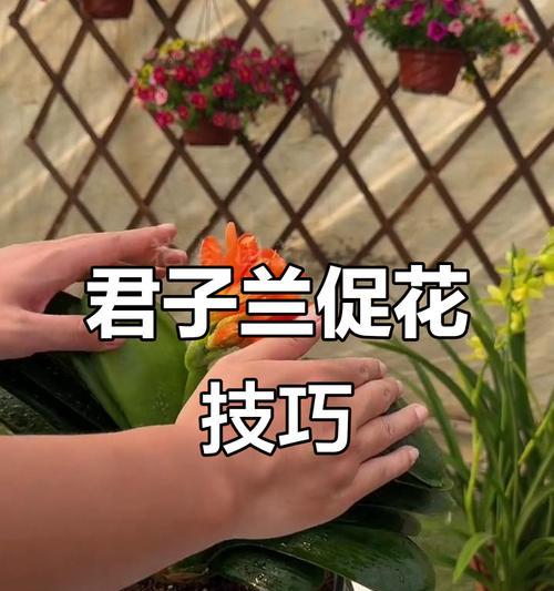 君子兰花期全解析（了解君子兰花期长度和注意事项，让你的兰花更健康）