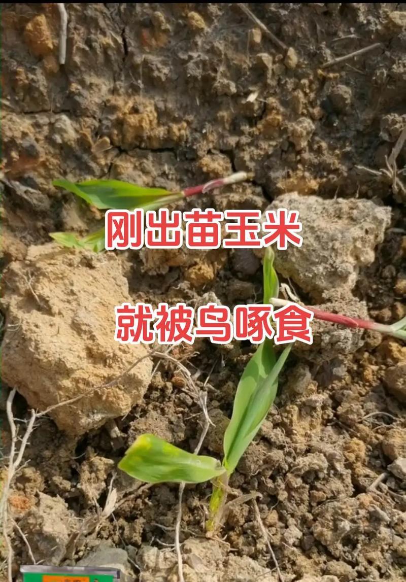 五月适合种植的农作物（五月适合种植的农作物有哪些？如何选择适合的农作物？）