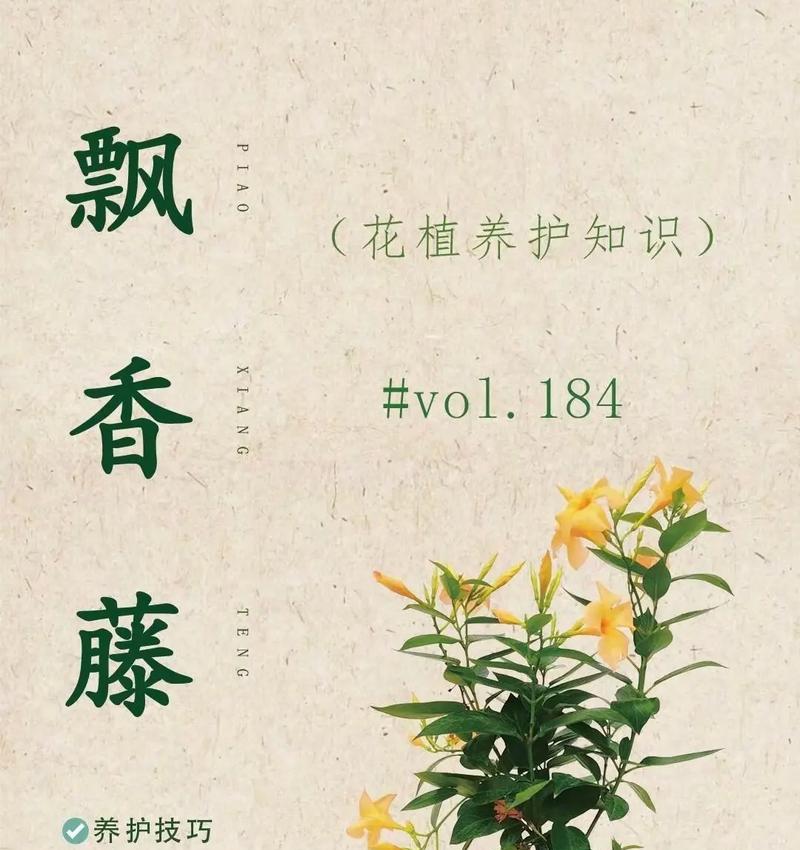 家里养飘香藤，风水好还是不好？（探究飘香藤对家庭风水的影响）