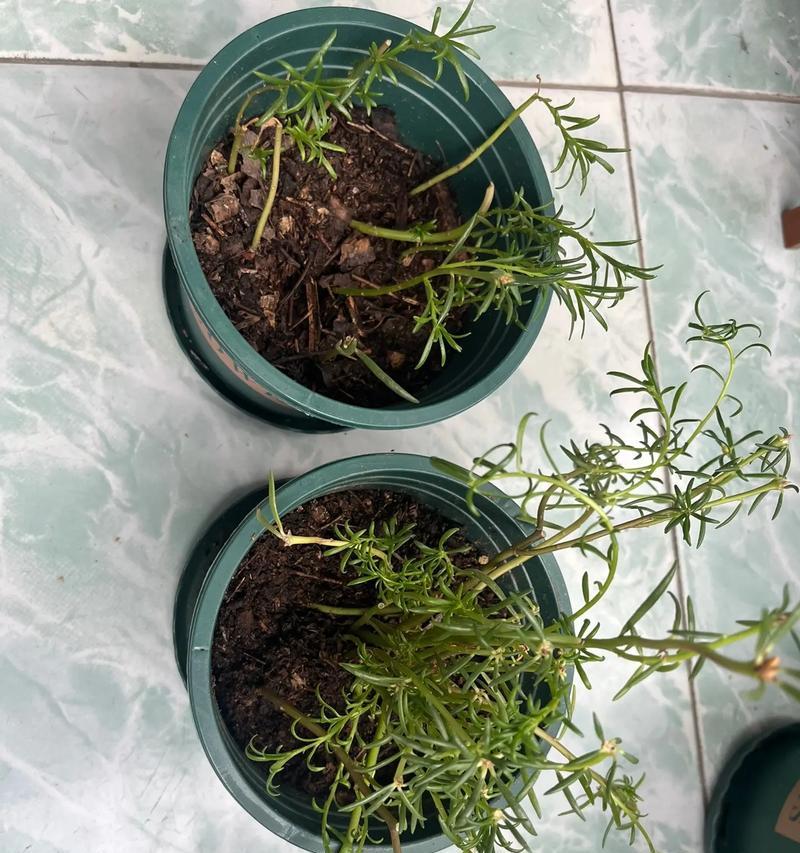 太阳花分盆最佳时间（掌握正确的时间，让太阳花健康成长）