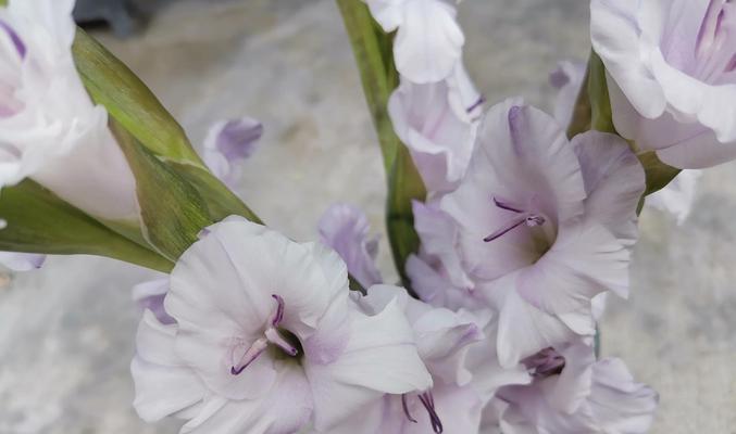 菠萝蜜的生长环境及生长地方条件（了解菠萝蜜生长的必要条件）