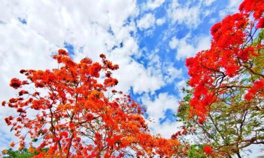 探究枫叶花语的深层意义（传递爱与希望的“枫之恋”）