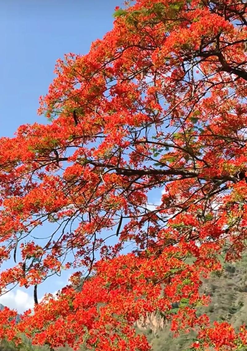 探究枫叶花语的深层意义（传递爱与希望的“枫之恋”）