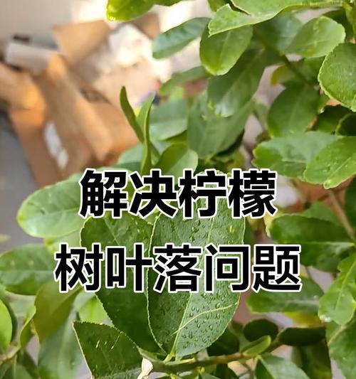 柠檬树不长叶子该如何处理？（如何解决柠檬树不长叶子的问题？）