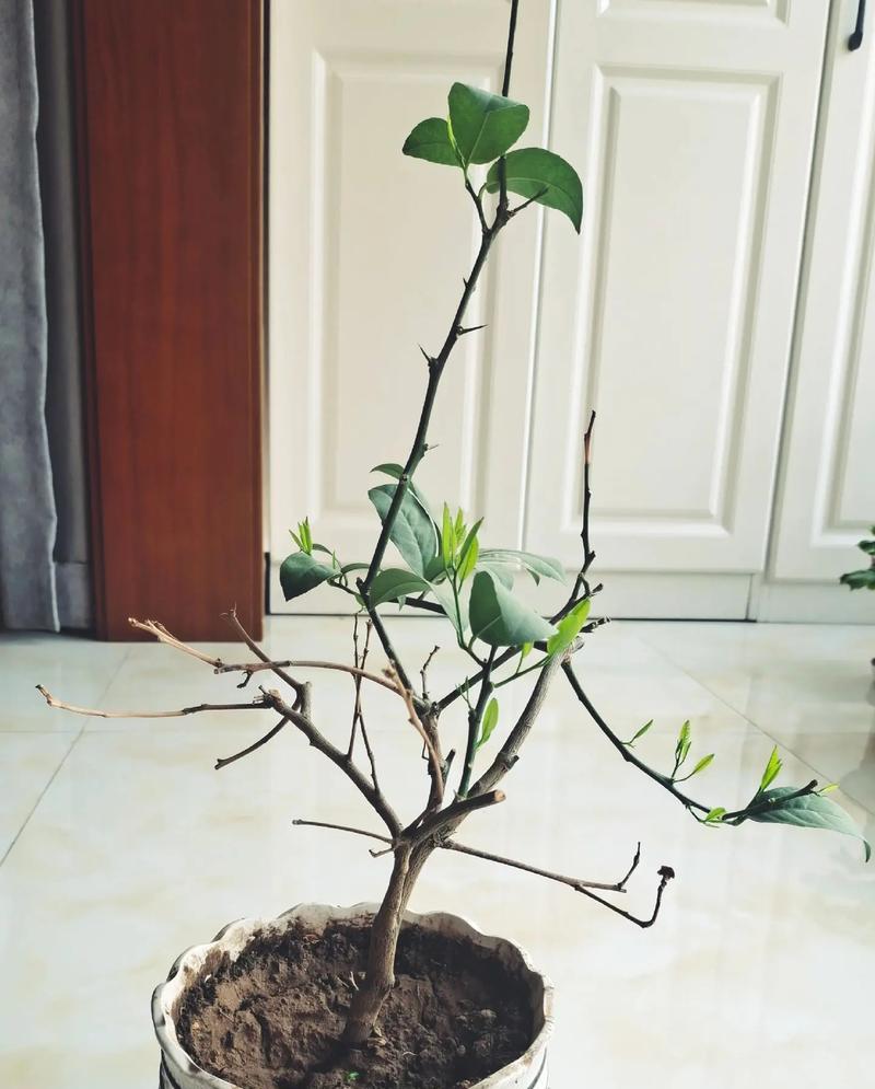 柠檬树不长叶子该如何处理？（如何解决柠檬树不长叶子的问题？）