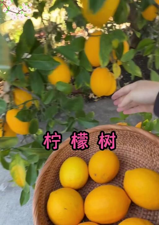 柠檬树不长叶子该如何处理？（如何解决柠檬树不长叶子的问题？）