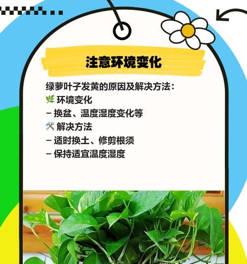 绿萝黄叶的原因与解决方法（保持绿萝健康的技巧）