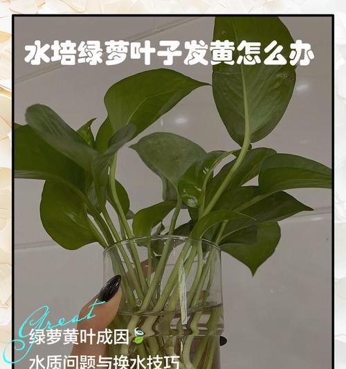 绿萝黄叶的原因与解决方法（保持绿萝健康的技巧）