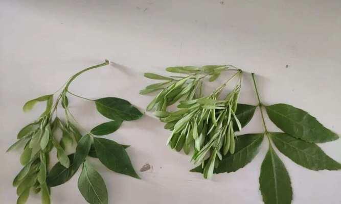 白蜡树开花，亲眼目睹美丽绽放的自然奇迹（观察白蜡树开花的花型、颜色及开花过程）