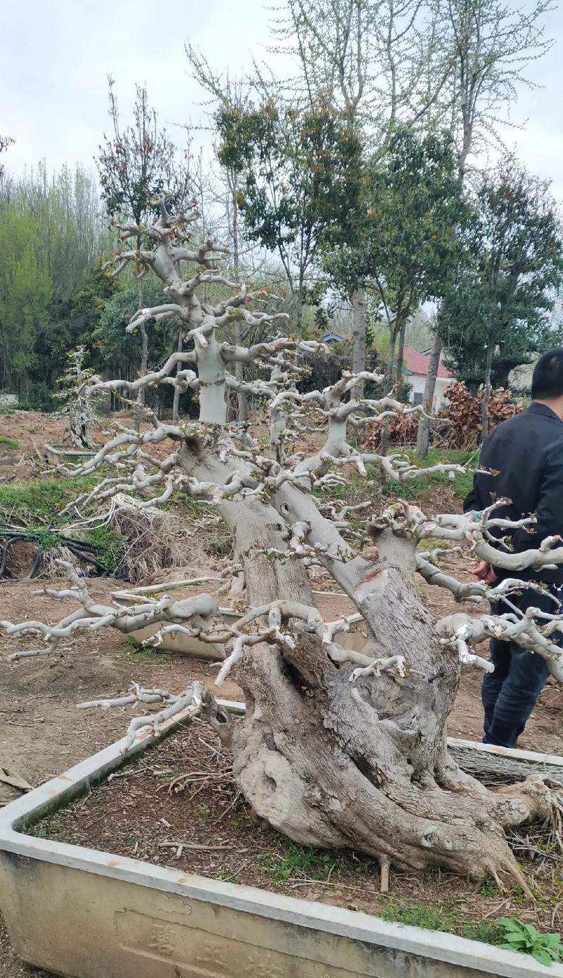 白蜡树开花，亲眼目睹美丽绽放的自然奇迹（观察白蜡树开花的花型、颜色及开花过程）