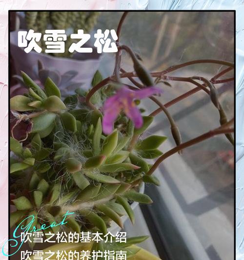 如何正确给吹雪之松锦换盆（注意事项及关键步骤，保证吹雪之松锦的健康成长）