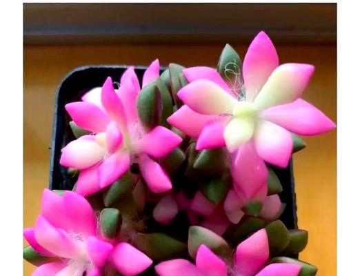 如何正确给吹雪之松锦换盆（注意事项及关键步骤，保证吹雪之松锦的健康成长）