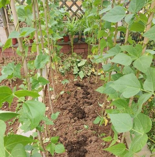 如何在半沙土地上种植蔬菜（选择合适的蔬菜品种，解决土壤问题，控制灌溉量和施肥量）