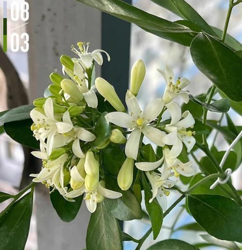 九里香的养殖与养护（如何轻松地种植九里香？）