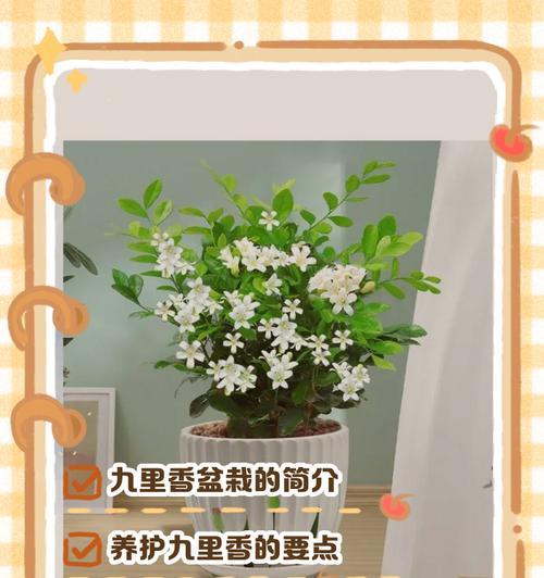 九里香的养殖与养护（如何轻松地种植九里香？）
