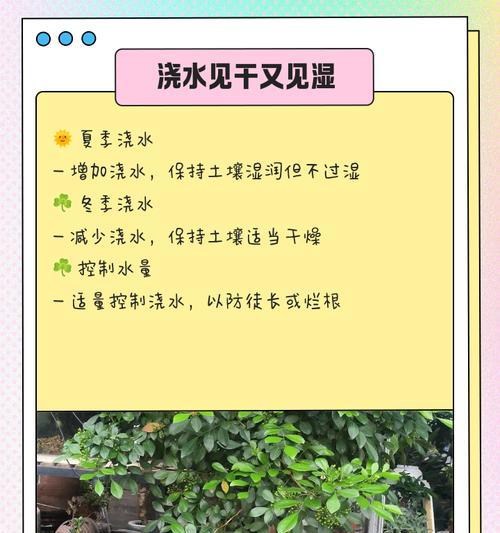 九里香的养殖与养护（如何轻松地种植九里香？）