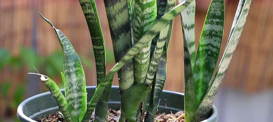 新房装修怎么放植物？（15种适合新房的植物推荐，）