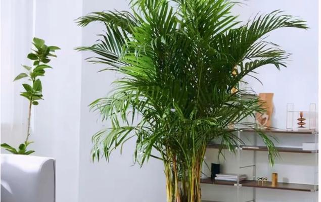 新房装修怎么放植物？（15种适合新房的植物推荐，）
