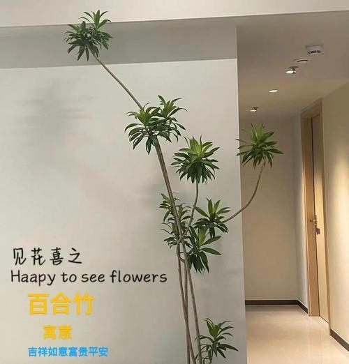 新房装修怎么放植物？（15种适合新房的植物推荐，）