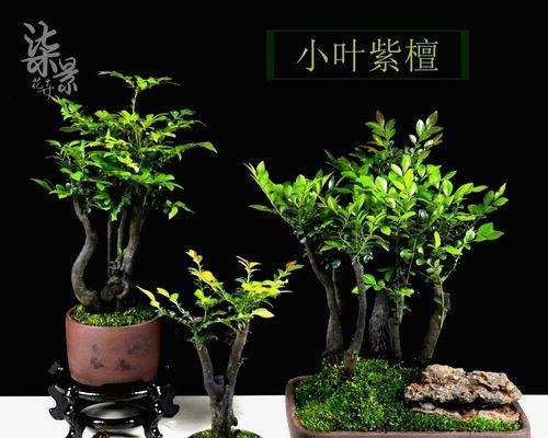 小叶紫檀的耐寒性能——一种适应北方寒冷的珍贵木材