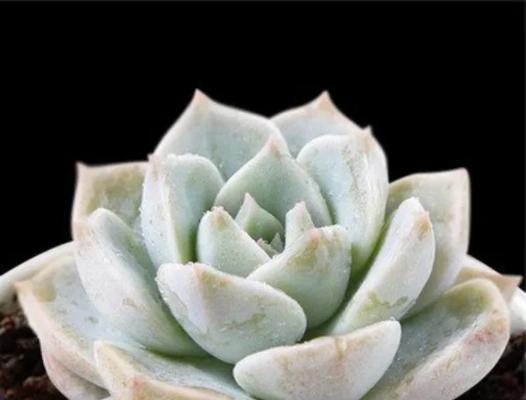 如何在家里种白牡丹（从准备土壤到养护技巧，一步步教你种出美丽的白牡丹）
