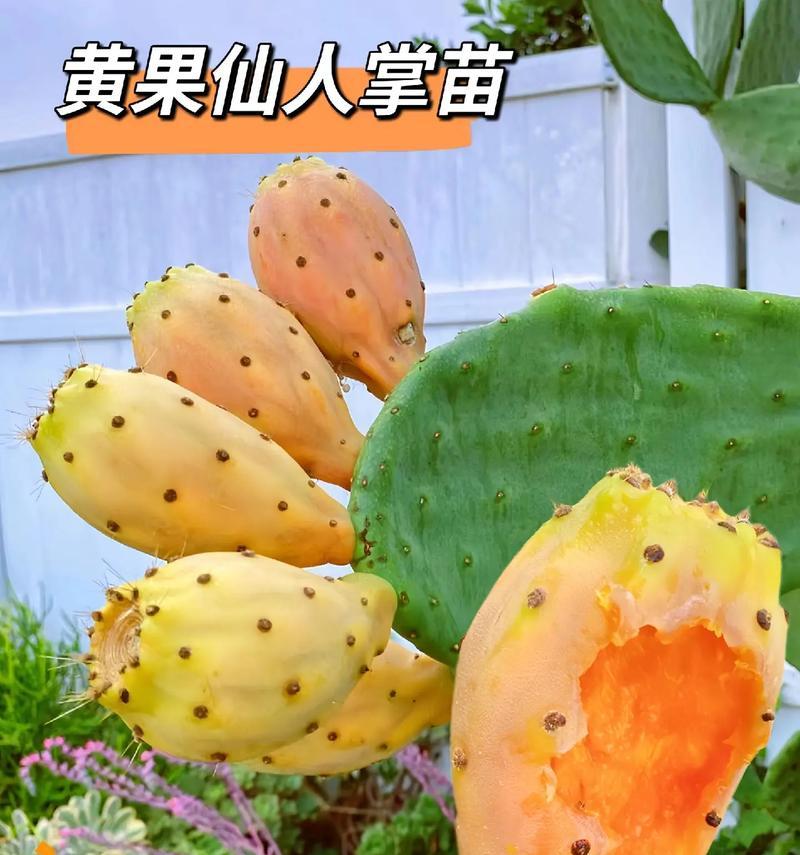 探究仙人掌果肉的颜色（揭秘仙人掌果肉为何有多种颜色）