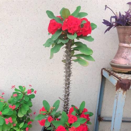 家里养刺梅花的好处（神奇花卉的风水）
