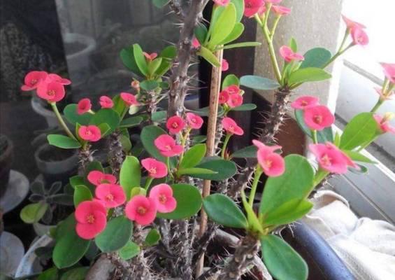 家里养刺梅花的好处（神奇花卉的风水）