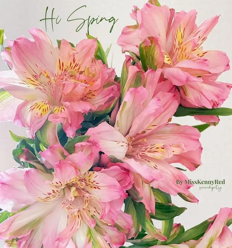 寻找真正的友谊之花，了解花语传达的深意（寻找真正的友谊之花，了解花语传达的深意）