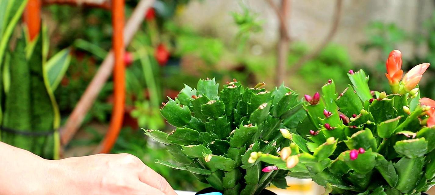 如何养殖健康美丽的日香桂（从种植到管理，一篇全面解读）