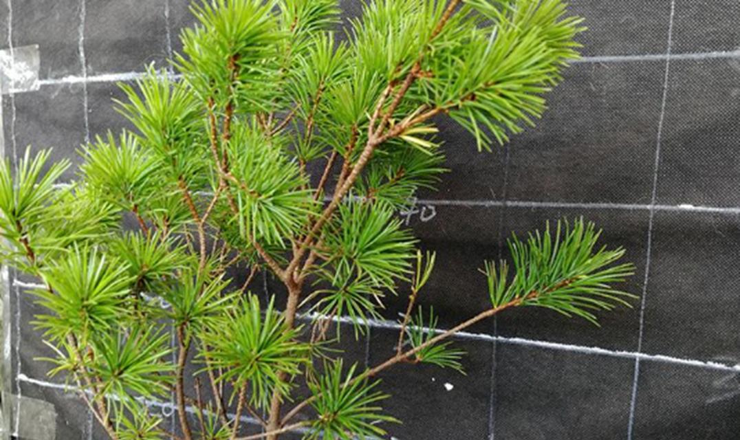 如何养殖健康美丽的日香桂（从种植到管理，一篇全面解读）