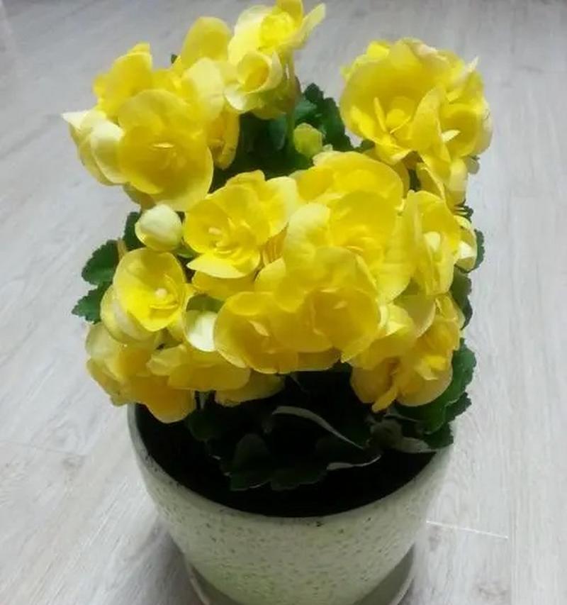 如何养殖健康美丽的日香桂（从种植到管理，一篇全面解读）