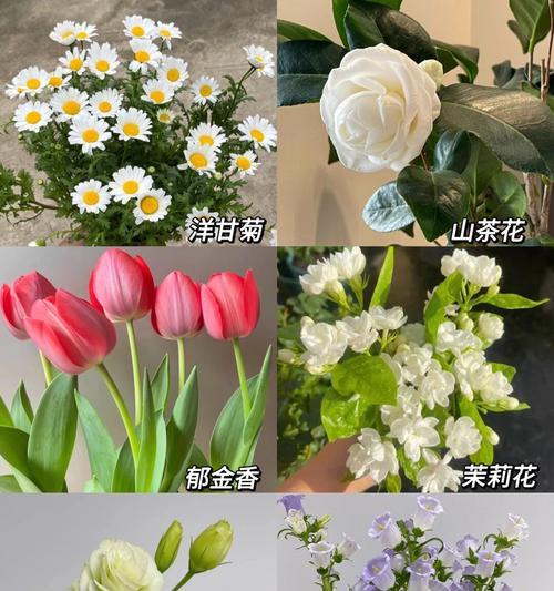 拒绝的花语——仙人掌（了解仙人掌的含义和象征意义）