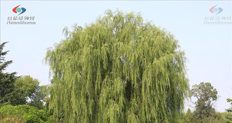 探秘松柳的特性与用途（了解松柳的生长环境、特点和文化意义）