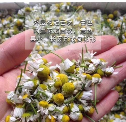洋甘菊的生长周期与花期（了解洋甘菊的生长周期和花期，让你更好地种植与管理）