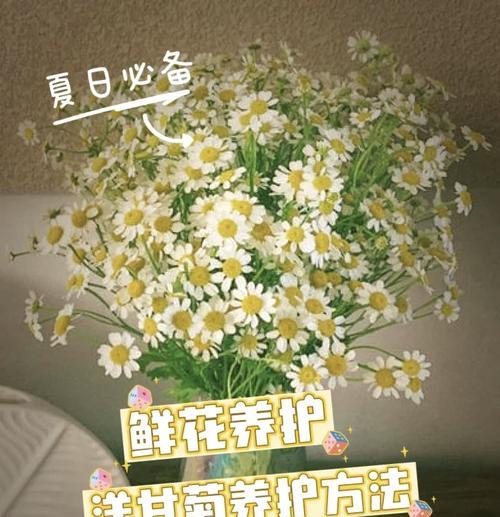 洋甘菊的生长周期与花期（了解洋甘菊的生长周期和花期，让你更好地种植与管理）