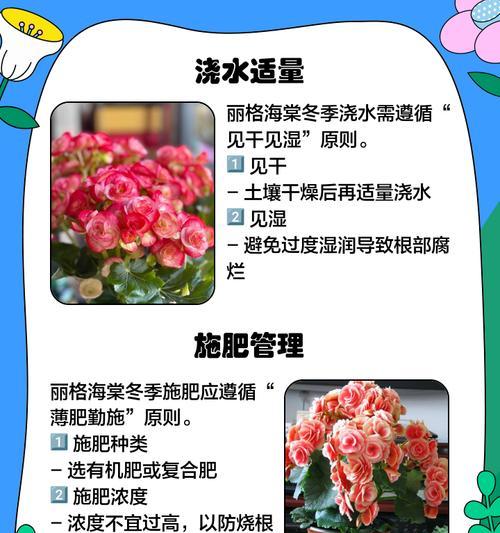 夏天浇水方法不当，丽格海棠会怎么样？（15个小技巧，让你的丽格海棠健康成长）