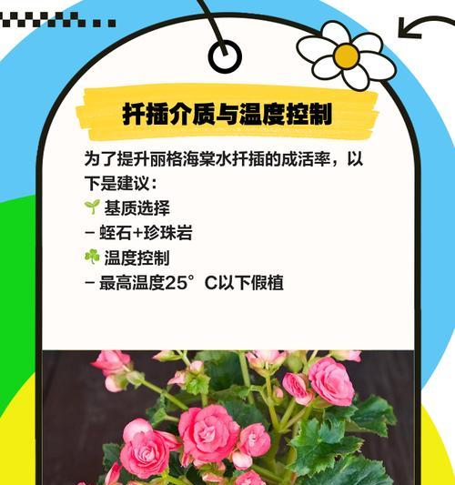 夏天浇水方法不当，丽格海棠会怎么样？（15个小技巧，让你的丽格海棠健康成长）