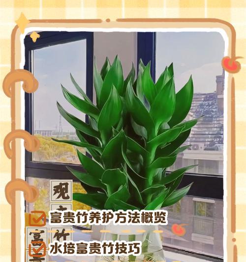 冬季水培富贵竹养护全攻略（打造旺盛富贵竹，从水培开始）