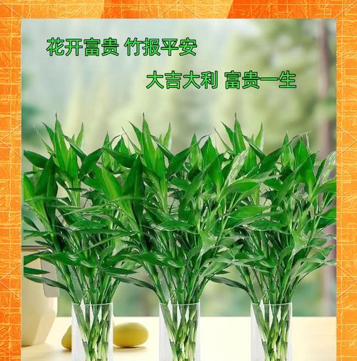冬季水培富贵竹养护全攻略（打造旺盛富贵竹，从水培开始）