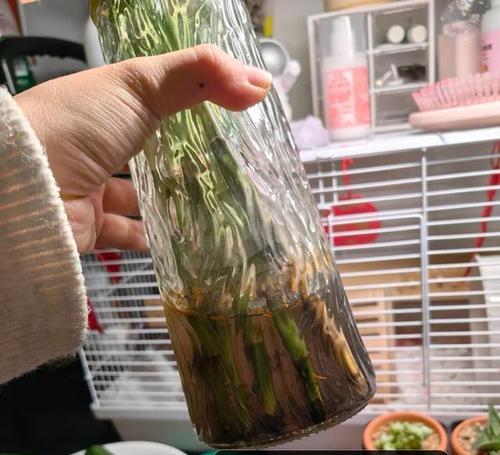 冬季水培富贵竹养护全攻略（打造旺盛富贵竹，从水培开始）
