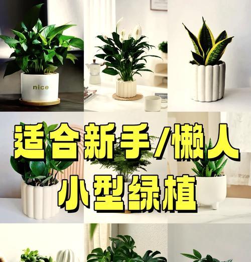 白掌的浇水技巧（一周一次，保持土壤湿润）